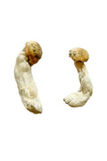 White Truffle Magic Mushrooms ($15.44 Per Gram) image 0