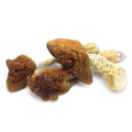 Golden Teachers Magic Mushrooms ($10.39 Per Gram) image 0